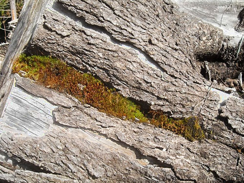 stump bark in clearcut, E of Lake Cavanaugh, Skagit County, Washington