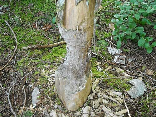 beaver-chewed tree, E of Lake Cavanaugh, Skagit County, Washington