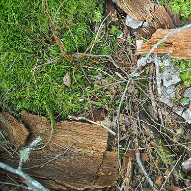 fallen bark, E of Lake Cavanaugh, Skagit County, Washington