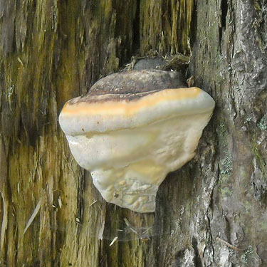shelf fungus, E of Lake Cavanaugh, Skagit County, Washington