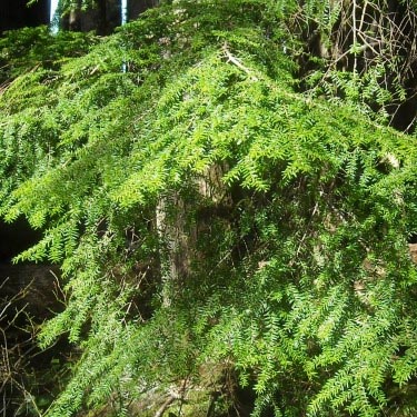 western hemlock foliage Tsuga heterophylla, E of Lake Cavanaugh, Skagit County, Washington