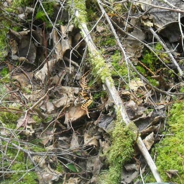 pocket of leaf litter, E of Lake Cavanaugh, Skagit County, Washington