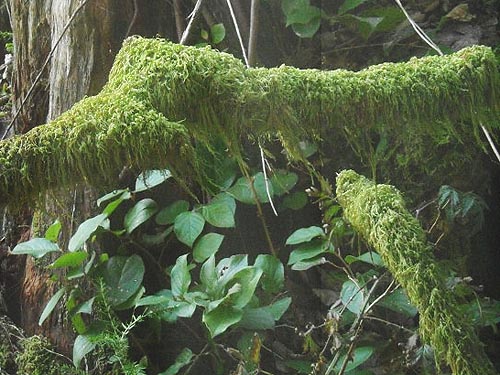 moss and salal, E of Lake Cavanaugh, Skagit County, Washington