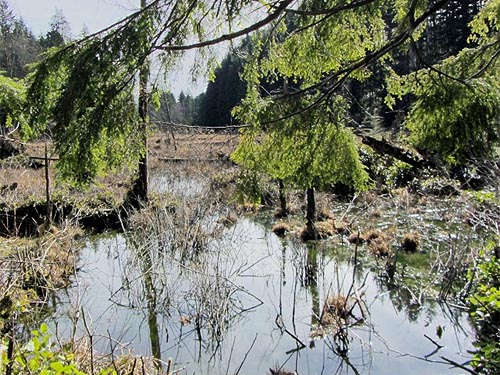 end of giant beaver pond, E of Lake Cavanaugh, Skagit County, Washington
