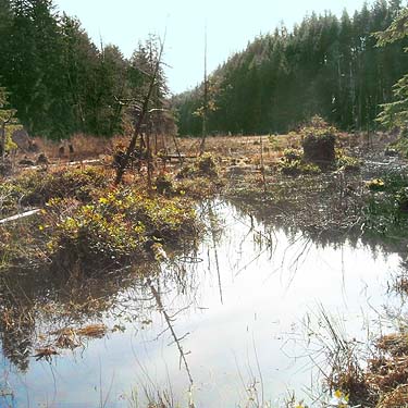 End of giant beaver pond, E of Lake Cavanaugh, Skagit County, Washington
