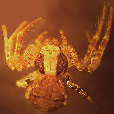 crab spider Xysticus pretiosus from leaf litter, E of Lake Cavanaugh, Skagit County, Washington