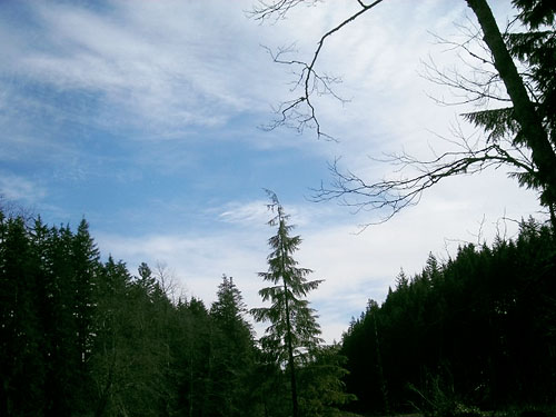 sky over beaver pond, E of Lake Cavanaugh, Skagit County, Washington