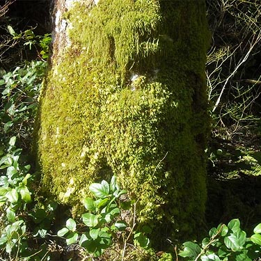 moss on tree trunk, E of Lake Cavanaugh, Skagit County, Washington