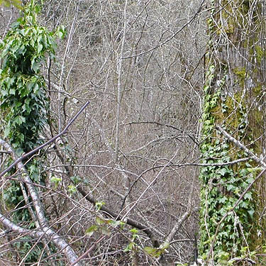 invasive ivy Hedera helix on trees, China Lake Park, Tacoma, Washington