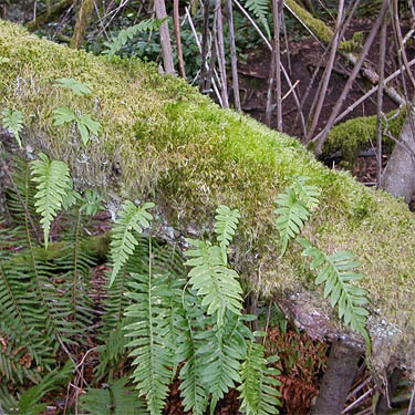 licorice fern on mossy trunk, China Lake Park, Tacoma, Washington