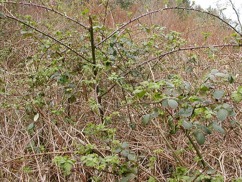horrible blackberry thicket Rubus armeniacus, China Lake Park, Tacoma, Washington