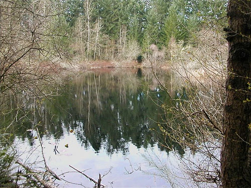 main part of lake (pond), China Lake Park, Tacoma, Washington