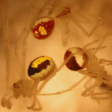 color variation in juvenile Theridion californicum spiders, Theridiidae, China Lake Park, Tacoma, Washington