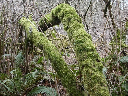 mossy trunks in forest, China Lake Park, Tacoma, Washington