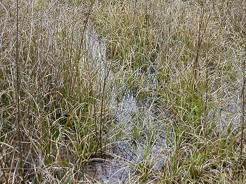 sedge in marsh near north section of China Lake Park, Tacoma, Washington