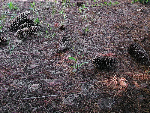 pine cones of Pinus monticola, Cole Creek, south of Easton, Kittitas County, Washington
