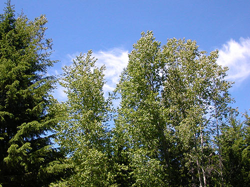 cottonwood trees by creek, Cole Creek, south of Easton, Kittitas County, Washington