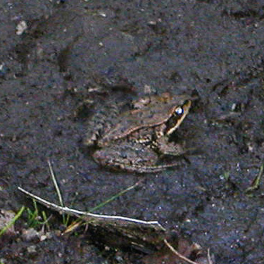 frog on muddy road surface, Cole Creek, south of Easton, Kittitas County, Washington