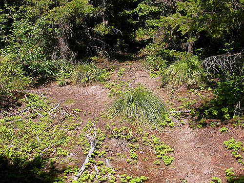 small forest glade, Cole Creek, south of Easton, Kittitas County, Washington