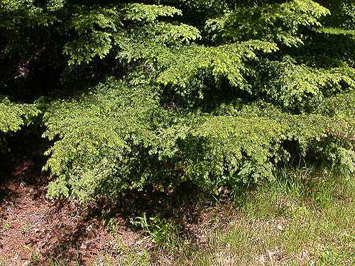 western hemlock Tsuga heterophylla foliage, Cole Creek, south of Easton, Kittitas County, Washington