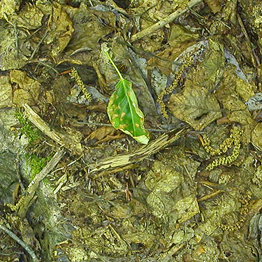 leaf litter of alder and cottonwood by creek, Cole Creek, south of Easton, Kittitas County, Washington