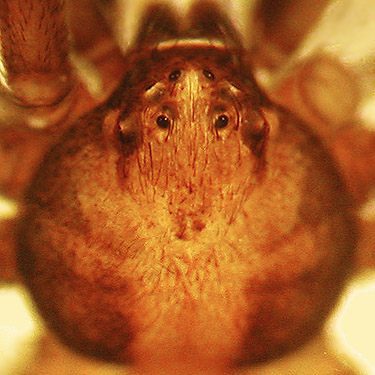 carapace of Philodromus oneida crab spider, Cole Creek, south of Easton, Kittitas County, Washington
