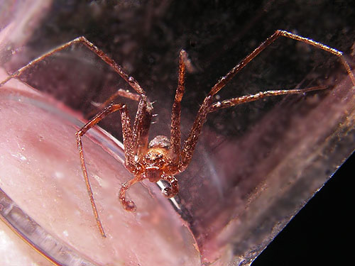 Philodromus oneida crab spider, Cole Creek, south of Easton, Kittitas County, Washington