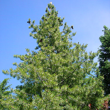 white pine tree Pinus monticola, Cole Creek, south of Easton, Kittitas County, Washington