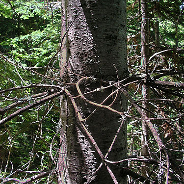 trunk of white pine tree, Cole Creek, south of Easton, Kittitas County, Washington