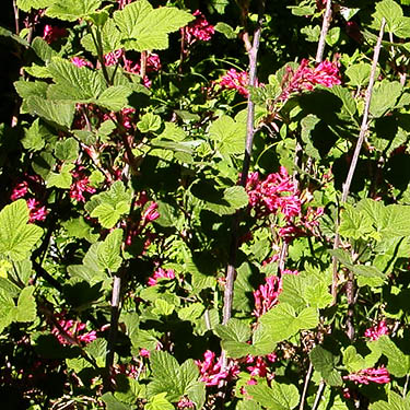 red Ribes shrub, Cole Creek, south of Easton, Kittitas County, Washington