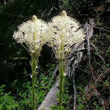 flowers of beargrass Xerophyllum tenax, Cole Creek, south of Easton, Kittitas County, Washington