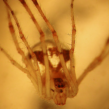 Theridion lawrencei theridiid spider atypical specimen, Cole Creek, south of Easton, Kittitas County, Washington