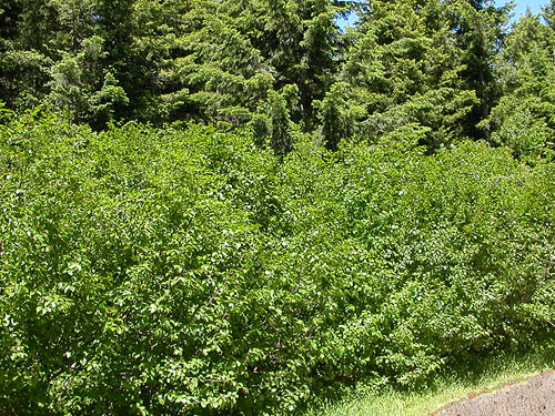 dense alder-willow thicket along creek, Cole Creek, south of Easton, Kittitas County, Washington