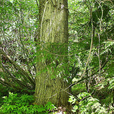 trunk of cottonwood tree, Cole Creek, south of Easton, Kittitas County, Washington