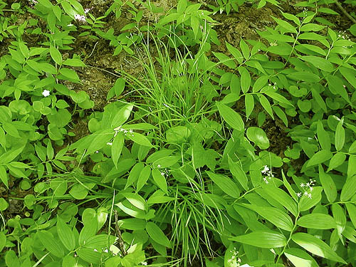 herbaceous understory, Cole Creek, south of Easton, Kittitas County, Washington