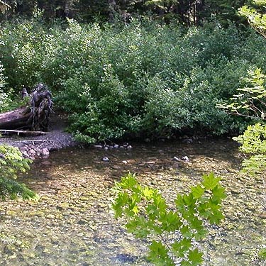 riverside alder, Cooper River/Cooper Lake bridge area, Kittitas County, Washington