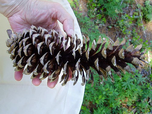 typical white pine cone Pinus monticola, ed Mountain trailhead, Cooper River, Kittitas County, Washington