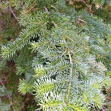 Douglas-fir foliage Pseudotsuga menziesii, Red Mountain trailhead, Cooper River, Kittitas County, Washington