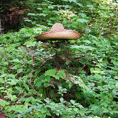 Rod Crawford's sombrero parked on a tree, Cooper River/Cooper Lake bridge area, Kittitas County, Washington