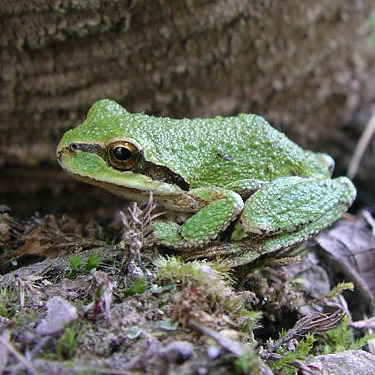 pacific chorus frog Pseudacris regilla, Cooper River/Cooper Lake bridge area, Kittitas County, Washington
