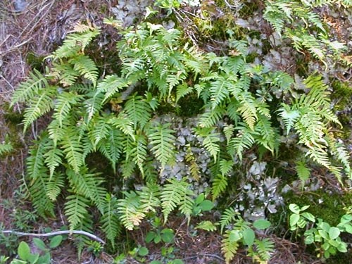 licorice ferns on rock, 
