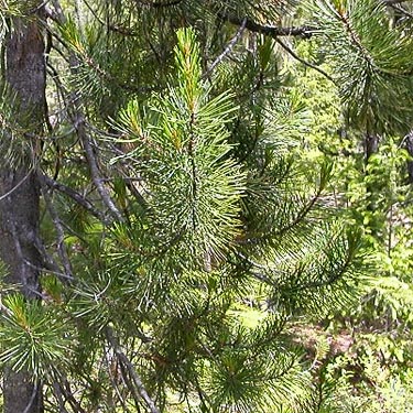 lodgepole pine foliage Pinus contorta, Red Mountain trailhead, Cooper River, Kittitas County, Washington