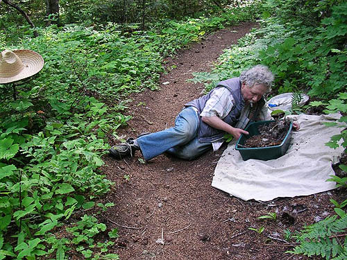 Rod Crawford sifting  hemlock litter, Cooper River/Cooper Lake bridge area, Kittitas County, Washington