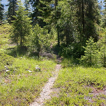 Red Mountain trail, Cooper River, Kittitas County, Washington