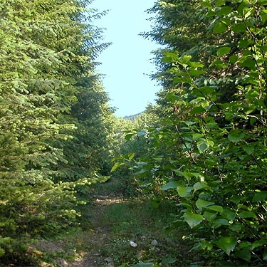 former road leading to meadows above Cooper Lake, Kittitas County, Washington