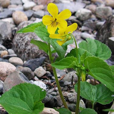 yellow violet in rocky surface, Stave Creek 1.1 miles above Cooper River, Kittitas County, Washington