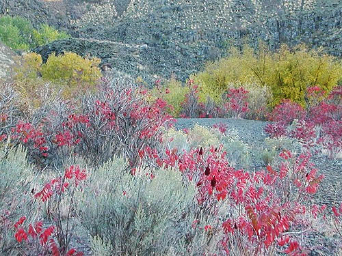 fall color in sagebrush area, Cowiche Canyon Trail, Yakima County, Washington