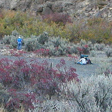 Michael Sweepe and Laurie Line beating sagebrush, Cowiche Canyon Trail, Yakima County, Washington