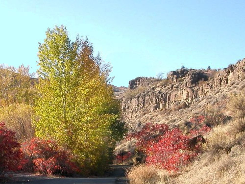 cottonwood grove on Cowiche Canyon Trail, Yakima County, Washington