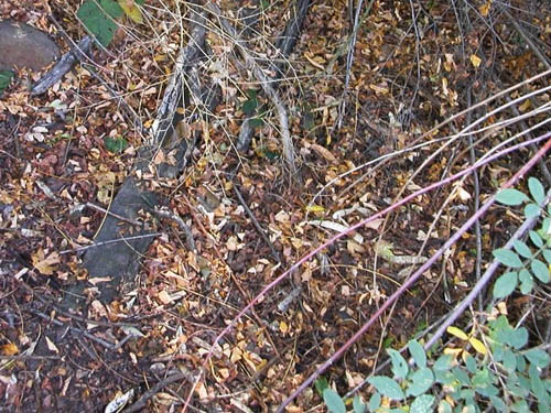 too-dry Elaeagnus leaf litter, Cowiche Canyon Trail, Yakima County, Washington